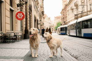 Find the Best Veterinarians in Prague for Your Furry Friends!