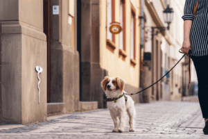 Find Top Pet Clinics and Hospitals in Prague – Your Pet’s Health Matters!